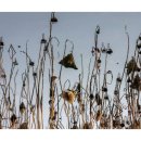 만경초등학교 이미지