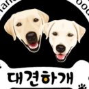 대견하개 이미지