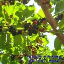 아침농장순창 이미지