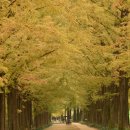 메타세콰이어길 이미지