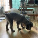 멍멍한상 이미지