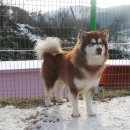 스타켄넬 이미지