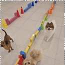 리본반려견 유치원 이미지