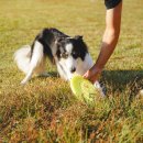 피개행개 이미지