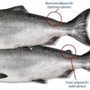 (주)연어 이미지