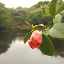 선흘리에 이미지