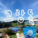 카카오독 - 익산시 동천로7길 70 | 부산 애견카페 수영장 있는 실내·실외 애견카페 추천 그랑독｜주차 내돈내산 후기