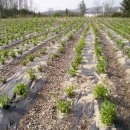 한백농장 이미지