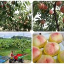 준희네농장 이미지