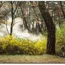 배동삼릉 이미지