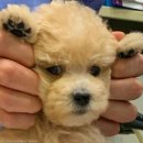 더펫동물병원 이미지