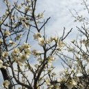 봄이 왔나 봄 이미지