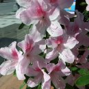 나무약국 이미지