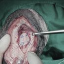 금빛동물병원 이미지