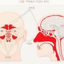 [책리뷰] 나는 당신이 오직 코로 숨쉬기 바란다 - 코로만 숨쉬는것의 중요성을 알려준 책 / 리디북스