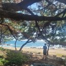 이마트24 영덕공원점 | 1년만에 다시 찾은 영덕 대탄해변 캠핑여행 [Feat. 오래된 소나무]