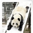 팬더 이미지