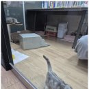 디바인영어학원