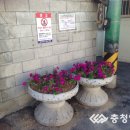 충청화분