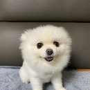 꾸꾸멈머 이미지