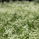 편백산림욕장 진입로 이미지