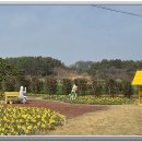 선도수선화 이미지