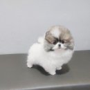 퍼피스타일 이미지