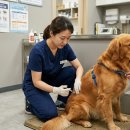 애니케어 동물병원 수유점 | [반려동물 | 생활정보]강북구 광견병 예방접종 2026 봄철 안내 – 대상·일정·동물병원 총정리