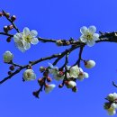 봄 - 강남구 선릉로 659 | 봄