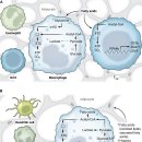 Re: 전신염증성 세포(조직, 질환)에서 Meta-inflammation 최신논문 탐구!! 이미지