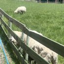 햇살마루목장 | 🐑💚 5월 강원도 여행, 대관령 양떼목장 다녀온 후기