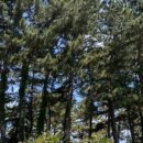 율칼국수 이미지