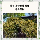 올드인뉴 | 대구 목향장미 카페 올드인뉴 지금 개화상태 절정 실시간 후기