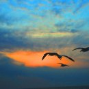 노을과바다 이미지