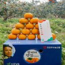 명품진영단감