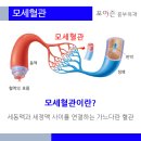 허벅지에 얇은 핏줄이 보이는 이유는 무엇인가요? 이미지