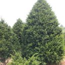 하얀집민박 이미지