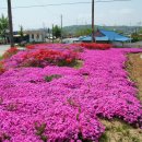 면천군자정 이미지