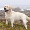 대한리트리버 이미지