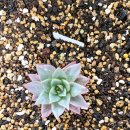 수담농장 이미지