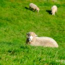 풀내음목장 이미지