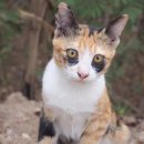 으르렁대 이미지