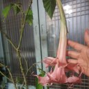 데이드림 이미지