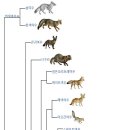 개﻿(犬, 狗) 이야기 이미지