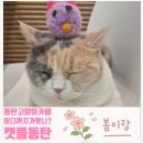 동탄고양이카페 캣플동탄점, 아이랑 5번방문 솔직후기