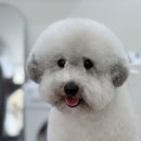 편안한댕 이미지