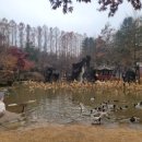 봄이네 애견 이미지