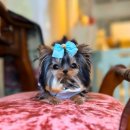 프리미엄 켄넬 이미지