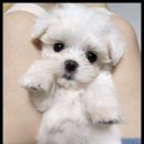 멍앤냥 강아지고양이 안양점 이미지