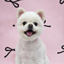 빵긋하개 이미지